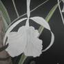 delicatness of flower