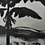 silhouette painting of Banana field in moon light. painted in Pop style in shades of green.