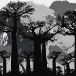 Collection LANDSCAPES