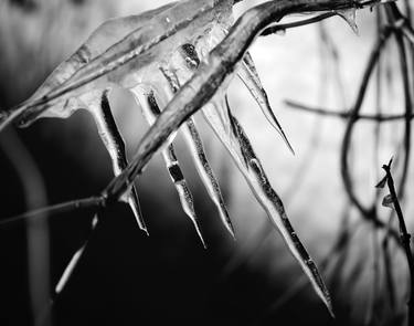 Print of Abstract Nature Photography by matthew blum