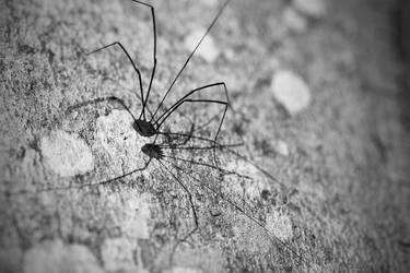 Harvestman Spider thumb