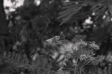 Sphinx Moth in Flight thumb