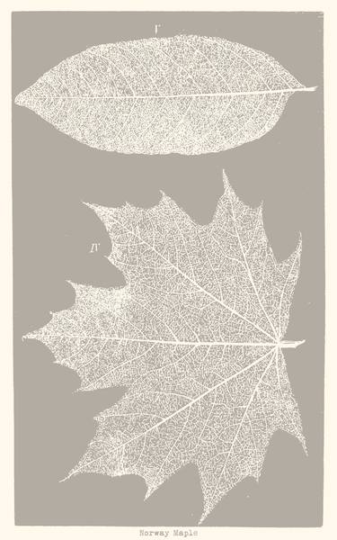 Skeletonized - Norway Maple Leaf thumb
