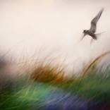 Rising by Elena Lyakir
