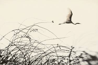 Original Conceptual Nature Photography by Elena Lyakir
