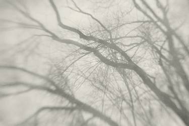 Original Minimalism Tree Photography by Elena Lyakir