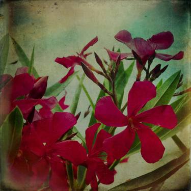 Print of Fine Art Floral Photography by Victoria Herrera