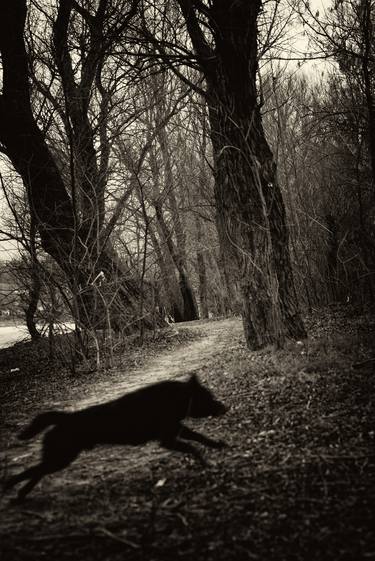 Print of Dogs Photography by Igor Stevanovic