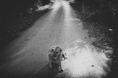 Print of Dogs Photography by Igor Stevanovic