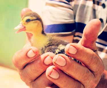 Duck in the hands thumb