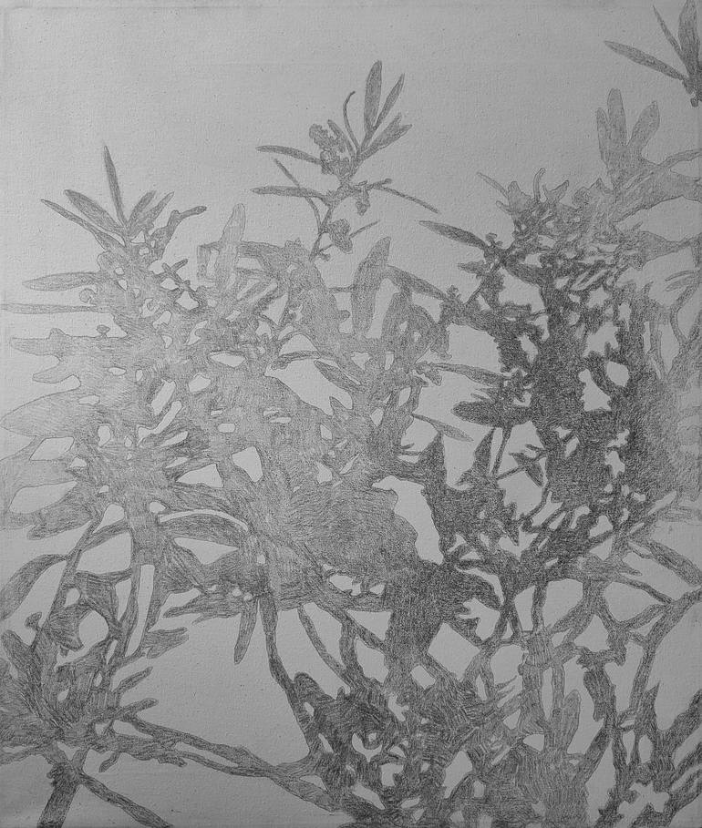 Original Conceptual Tree Drawings by Anamari Hrup