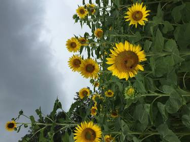 Print of Documentary Garden Photography by Ava Leigh Stewart