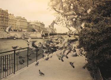 Birds of Paradise, Paris thumb