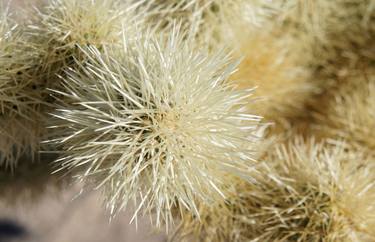 Print of Abstract Botanic Photography by Louise Wannier