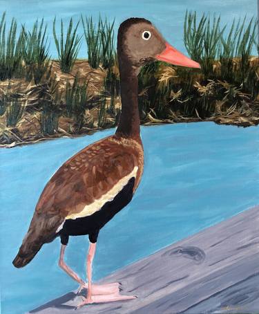 Black-belly Whistling Duck thumb