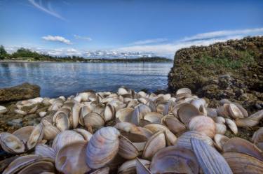 Shells on the Shore thumb