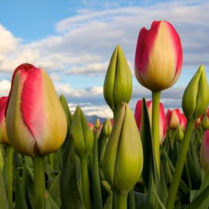 Collection Skagit Valley Tulips