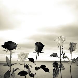 Collection Flowers - Digital Art