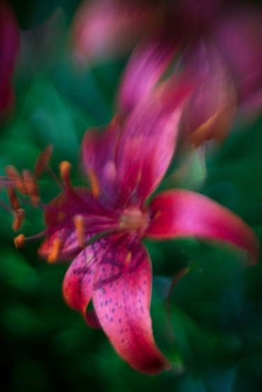 Original Abstract Floral Photography by Larisa Siverina