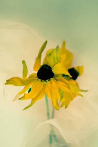 Original Abstract Floral Photography by Larisa Siverina