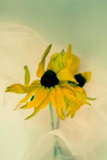 Original Floral Photography by Larisa Siverina