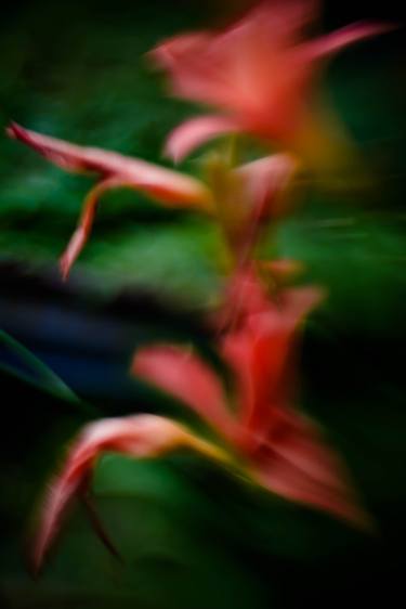 Original Abstract Floral Photography by Larisa Siverina