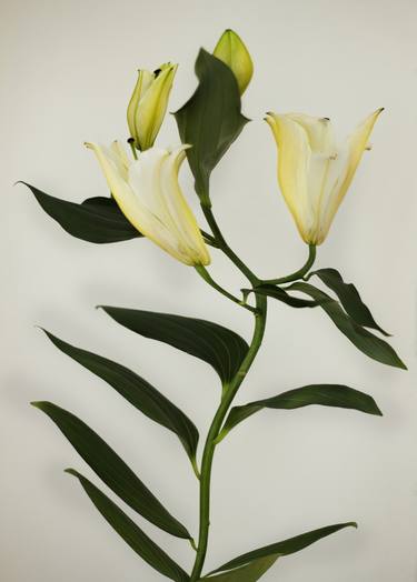 White lilies #3 - Limited Edition of 25 thumb