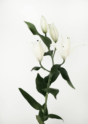 White lily #7 - Limited Edition of 25 thumb