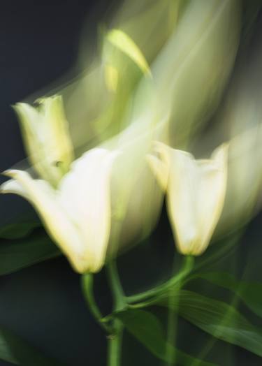 White blurred lilies - Limited Edition of 25 thumb