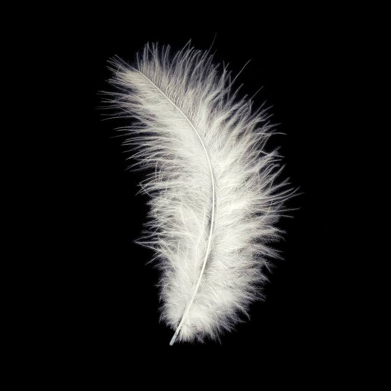 White feather - Limited Edition of 25 Photography by Larisa Siverina ...