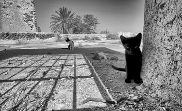 Original Portraiture Cats Photography by Janez Novak