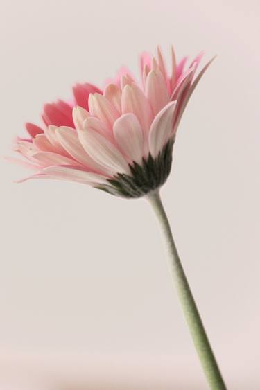 Print of Portraiture Floral Photography by Mandy Collins