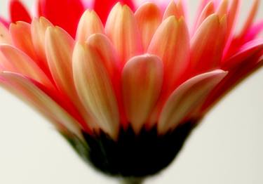 Print of Fine Art Floral Photography by Mandy Collins