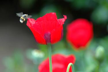Red Poppy and Bee thumb