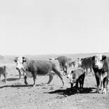 Ranch Cows - Limited Edition of 10 by Kayla Barker