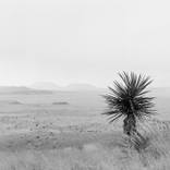 Rain in the Desert - Limited Edition of 10 by Kayla Barker