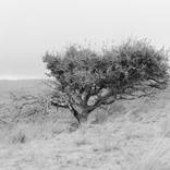 Lone Tree - Limited Edition of 10 by Kayla Barker