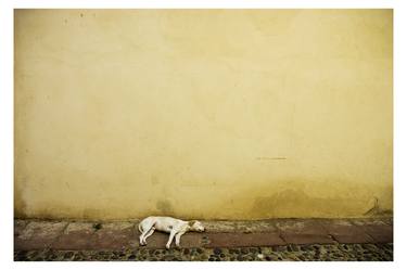 Print of Conceptual Dogs Photography by Andy Eaves