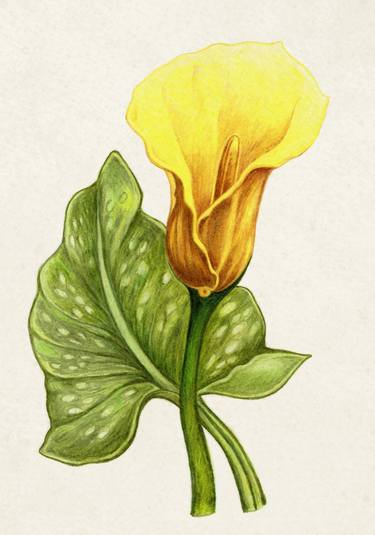 Zantedeschia thumb