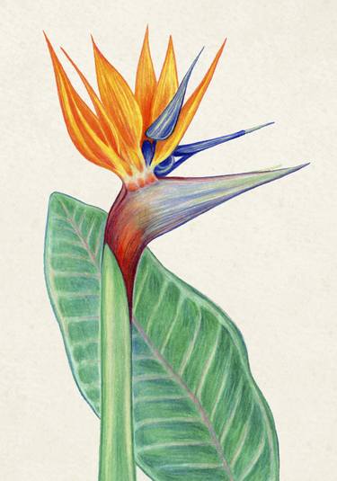 Print of Illustration Botanic Drawings by Irene Czusz