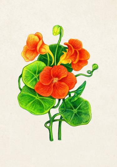 Nasturtium thumb