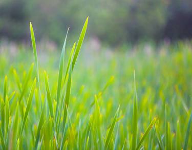 Grasslands thumb