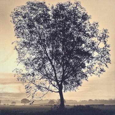 Original Documentary Tree Photography by Poppy Frost