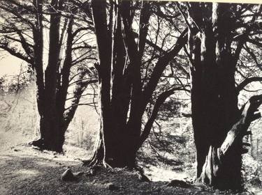 Original Documentary Tree Photography by Poppy Frost