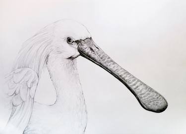 Original Animal Drawings by Ana Zdravković