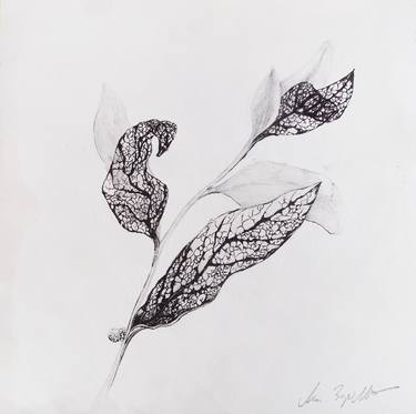Print of Figurative Botanic Drawings by Ana Zdravković