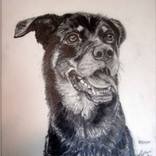 Collection Pet Portraits