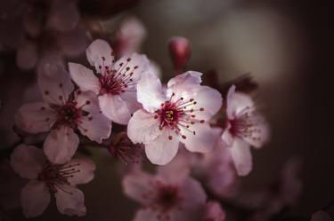 Print of Documentary Botanic Photography by Ron Koeberer