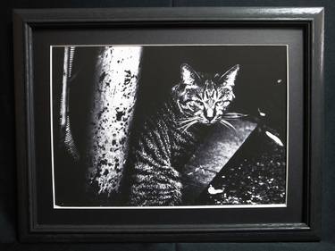 Original Fine Art Cats Photography by Osamu Jinguji