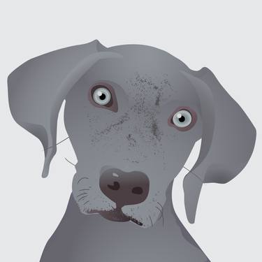 Weimaraner Silver Grey - Limited Edition 1 of 30 thumb